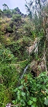 Plants: image 94 Of 208 Thumb